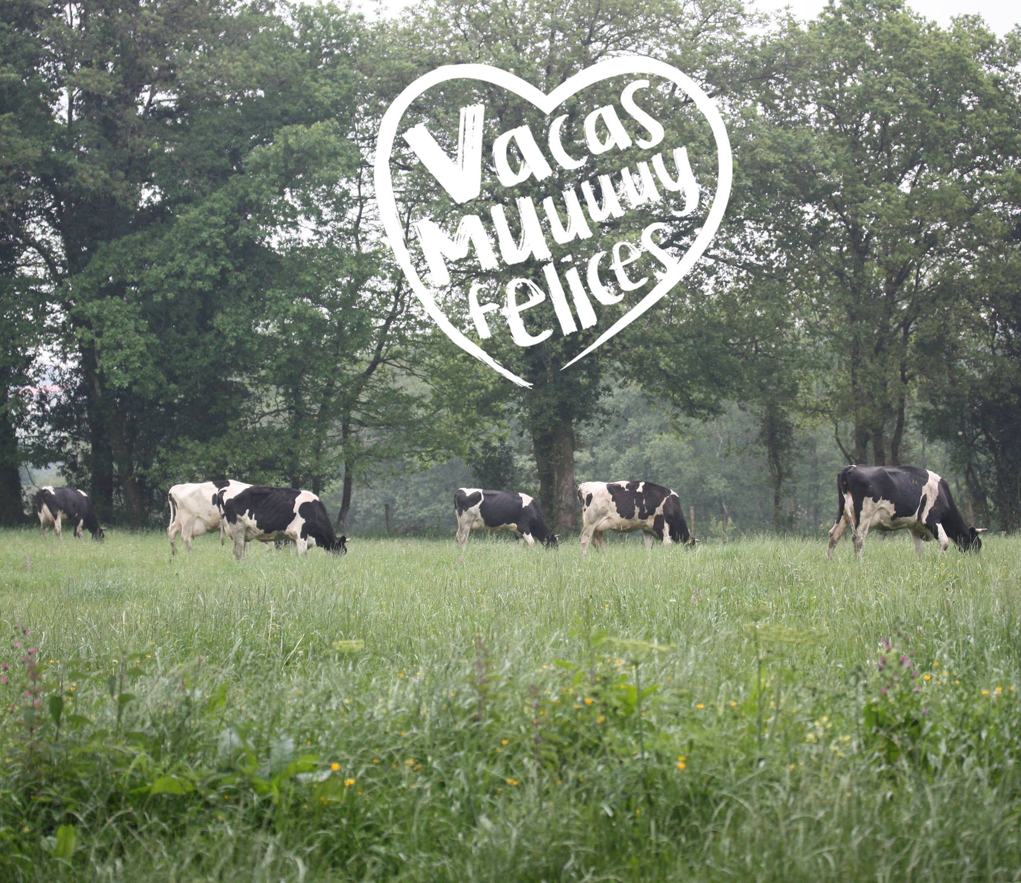 Vacas MuuUuuy Felices